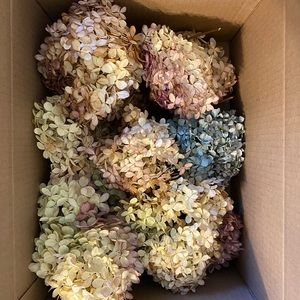 dried hydrangea flowers with stems - Box 2